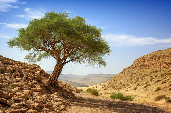 沙漠中一棵树图片
