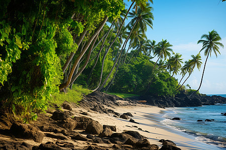 热带丛林中的沙滩与棕榈树图片