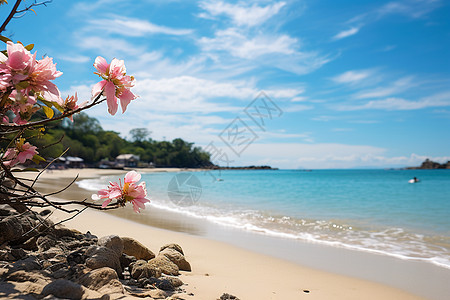 海滩上绽放的花朵图片