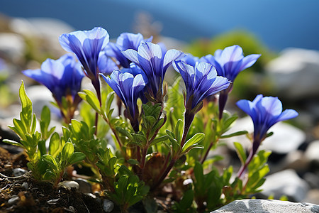 高山花海图片