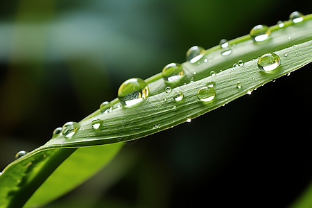 水滴叶子绿叶上的水珠背景