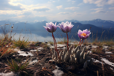湖畔山腰的花朵图片