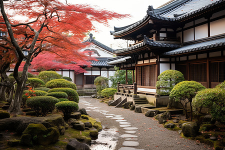 墙上植物枫叶园中的日本庭院背景