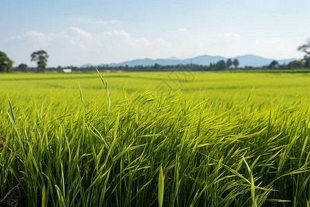 青山绿田图片