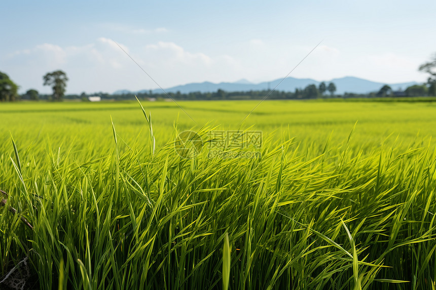 青山绿田图片