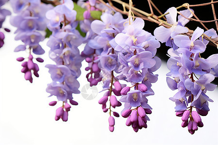 紫花藤盛开背景图片