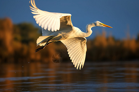 自然中盘旋飞翔的白鹭背景图片
