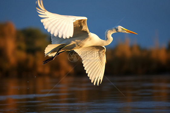 自然中盘旋飞翔的白鹭图片