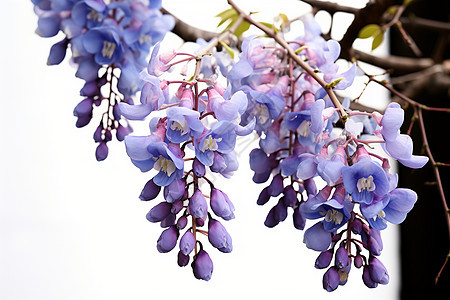 紫色藤蔓垂挂的分枝图片