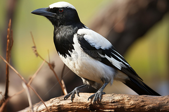 黑白鹊鸟栖息于森林中图片