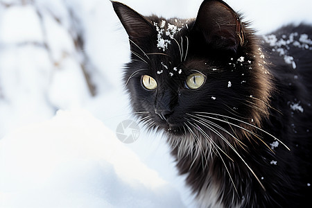 黑猫在雪地中好奇地望向相机图片