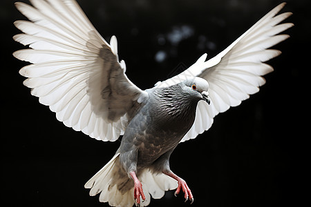 自由飞翔的鸽子图片