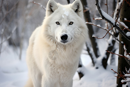 白狼与雪景图片