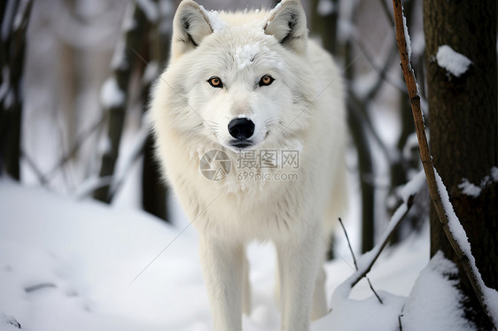 冬季森林中的白狼图片