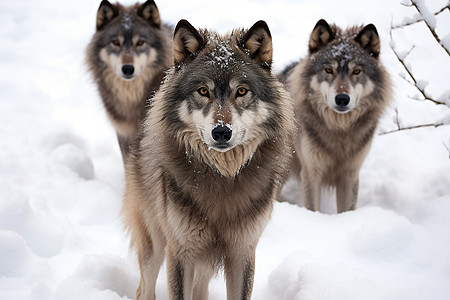 雪地中野生的狼图片