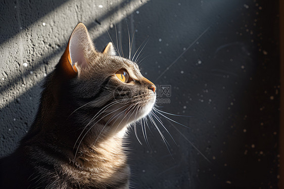 猫咪仰望窗外图片