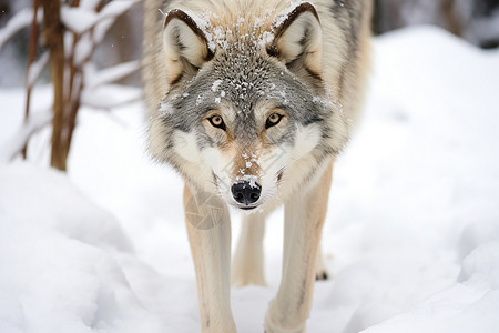 冬季独行的狼图片