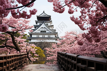 樱花桥上的日本白鹭图片