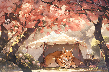 帐篷中的狐狸高清图片