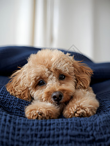 毯子上休息的可爱狗狗图片