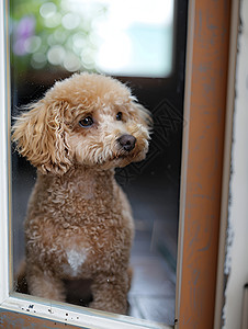 窗户旁的宠物小狗图片