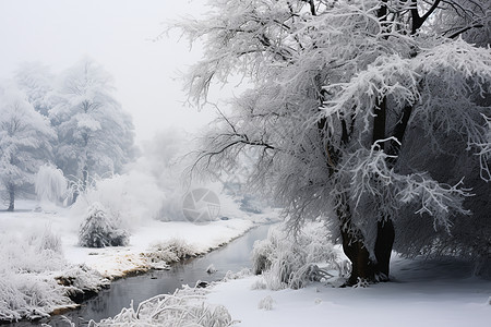 冬日林间溪流图片
