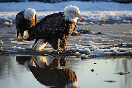 冰雪中的两只秃鹰图片