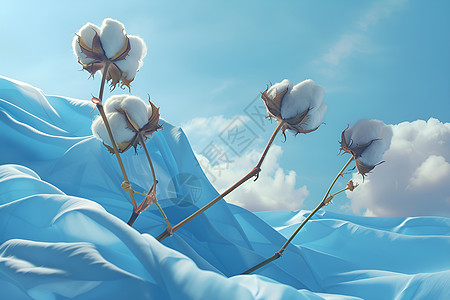 盛开的棉花背景图片