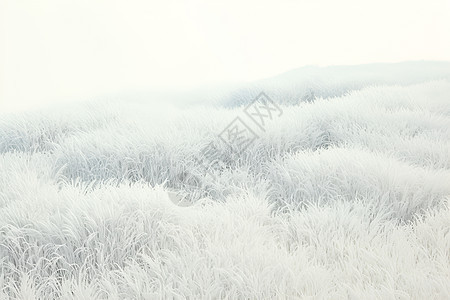 迷雾中的草原图片