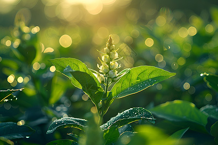 农业植物图片