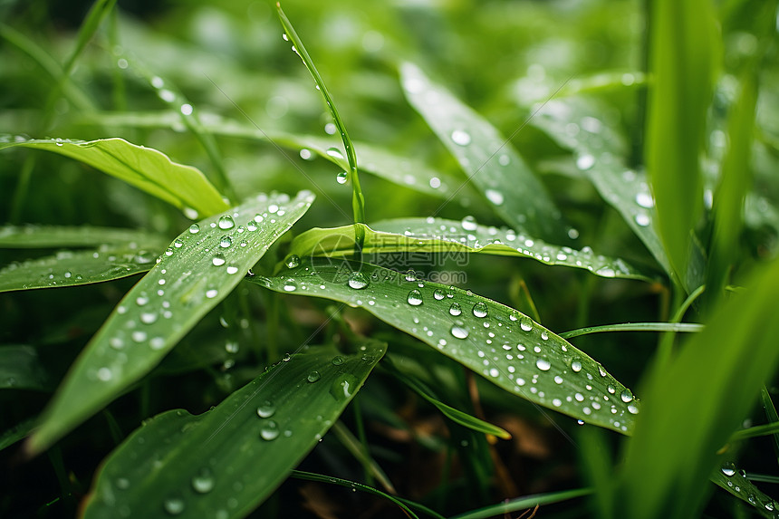 清晨的雨滴覆盖着青草叶片背景是模糊的草地图片