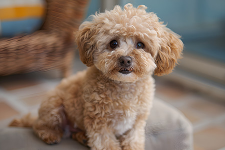 泰迪沙发上的可爱小狗背景