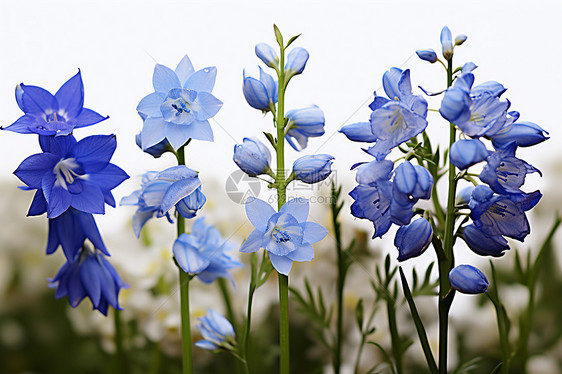 花海中的蓝色花朵图片