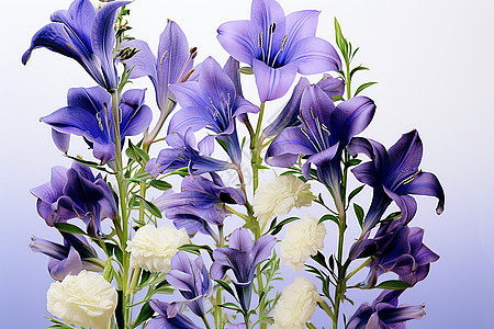 美丽盛开的紫色花朵图片