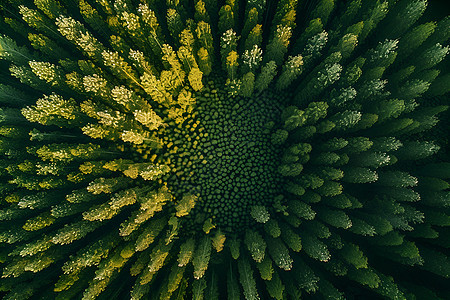 清晨花海图片