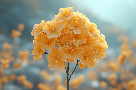 黄色绣球花图片