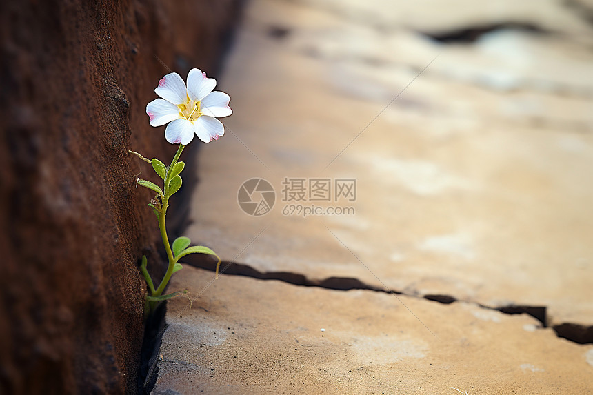 花开在裂缝间图片