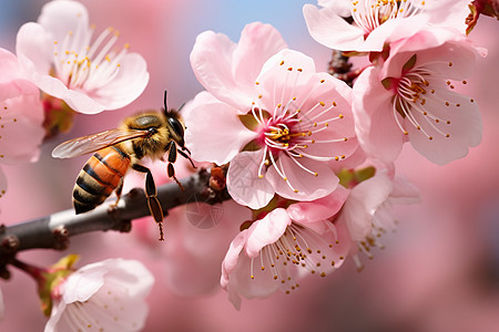 蜜蜂蹲坐在樱花树枝上高清图片