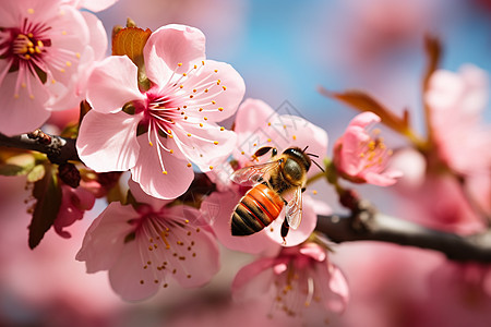 小蜜蜂与粉色花朵背景图片