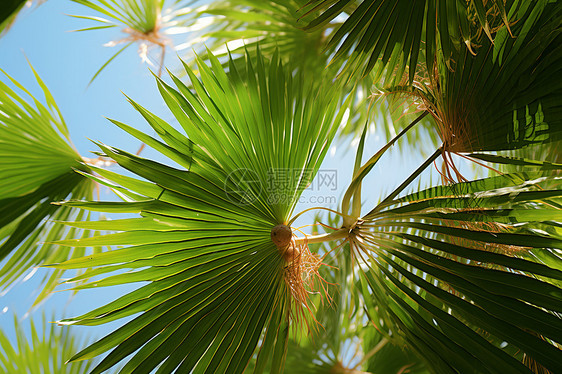 绿色棕榈图片