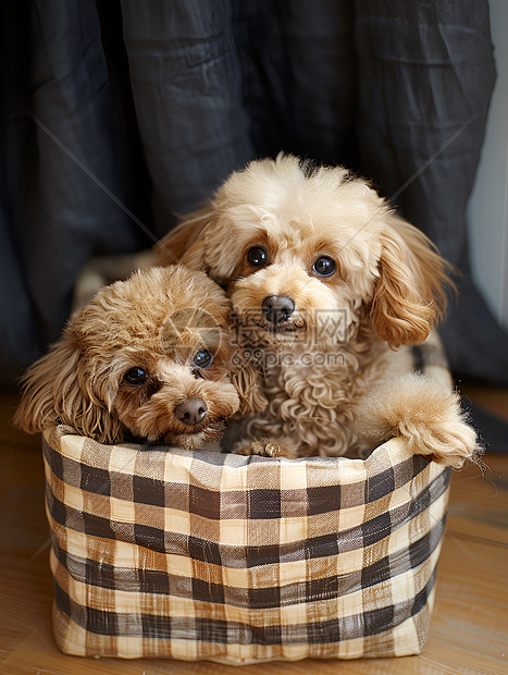 狗窝里的泰迪犬图片