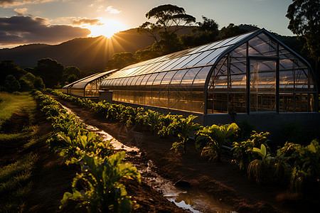 夕阳照耀的农场蔬菜图片