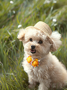 草地上戴着帽子的狗图片