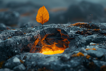 火山山脉中一片新叶图片