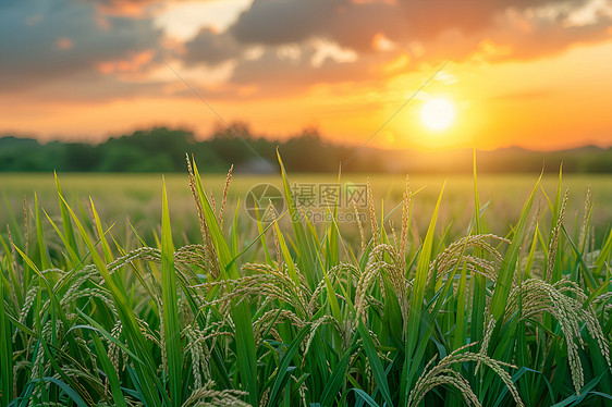 夕阳下的稻田图片