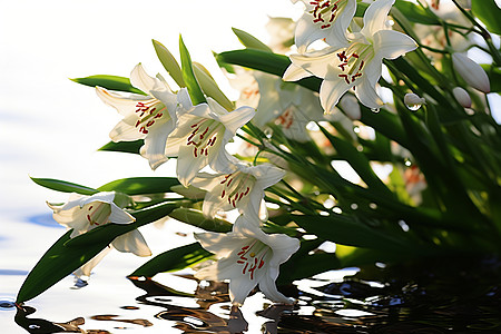 水上漂浮着一束白色花朵图片
