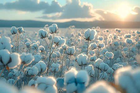 田野中的棉花背景图片