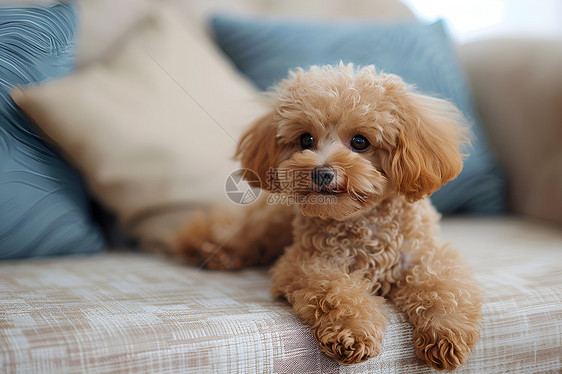 萌萌哒宠物狗在沙发上图片