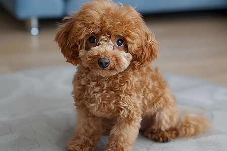 迷人夜色迷人小犬在沙发上背景