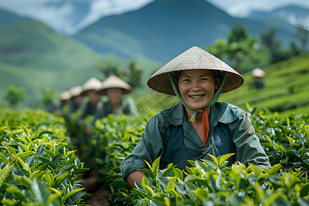 飘香的山野背景图片